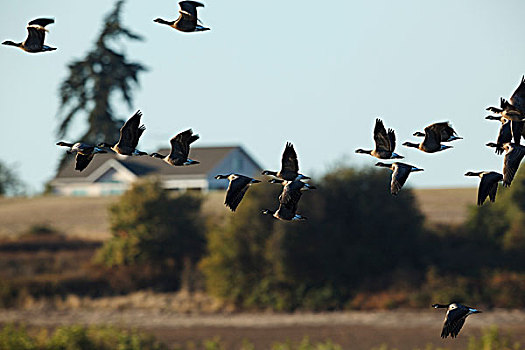 美国,俄勒冈,低湿地,国家野生动植物保护区,成群,鹅,黑雁,飞行