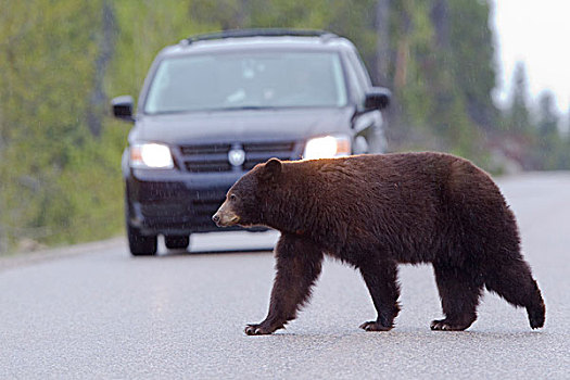 黑熊,美洲黑熊,正面,货车,碧玉国家公园,艾伯塔省,加拿大