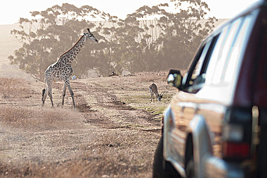 长颈鹿,交通工具,斯坦陵布什,南非