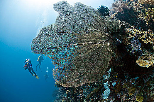 潜水,巨大,狂热,珊瑚,巴厘岛,印度尼西亚,亚洲