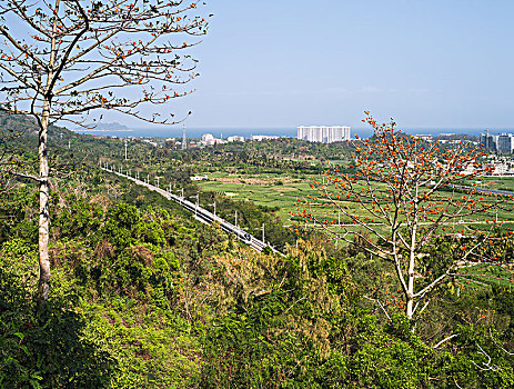 木棉花与高速铁路