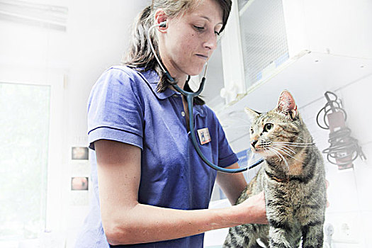 兽医,听诊器,猫