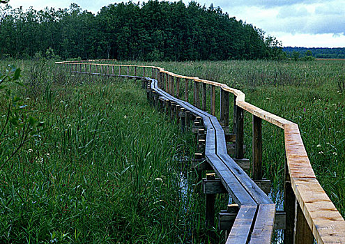 芬兰,桥,湿地