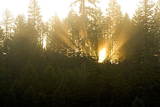 光线,国家森林,蒙大拿