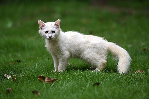 一群野外流浪猫