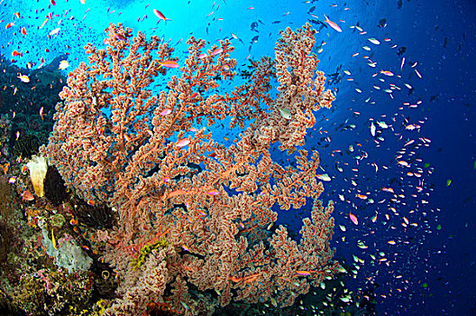 珊瑚礁景,海扇,巴布亚新几内亚