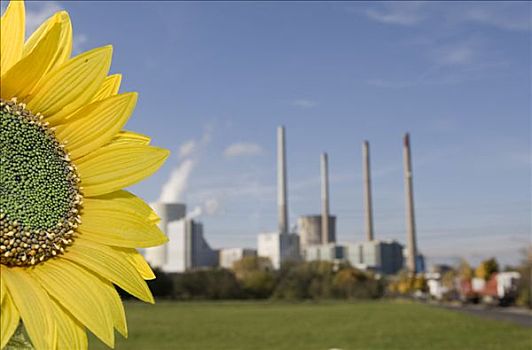 蒸汽,植物,公司,向日葵,靠近,黑森州,德国,欧洲