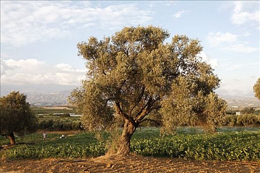 橄榄树,山谷,南方,克里特岛,希腊