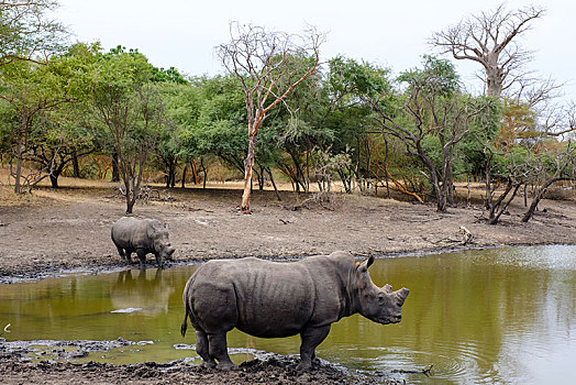 白犀牛,切削,犄角,栖息地,俘获,自然保护区,区域,塞内加尔,非洲