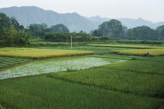 稻米,丰收,桂林,中国