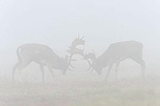 争斗,雄性,小鹿,黇鹿,晨雾,发情期,黑森州,德国