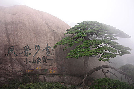 黄山奇松怪石迎客松松树烟雾缭绕云海安徽