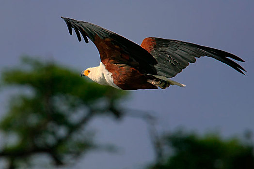 鱼,鹰,吼海雕,飞行,奥卡万戈三角洲,博茨瓦纳,非洲