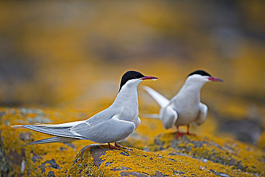 北极燕鸥,法恩群岛,诺森伯兰郡,英格兰,英国,欧洲