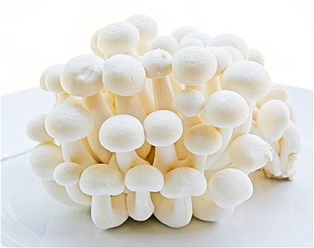 白色,蘑菇