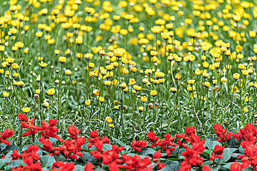 黄色与红色的小花儿
