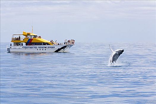 澳大利亚,昆士兰,赫维湾,驼背鲸,大翅鲸属,靠近,观鲸,船,流行,娱乐,海岸