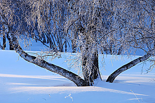 冬季草原树林雪景