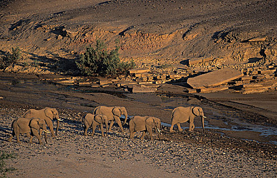 大象,非洲象,接近,淡水,春天,卡奥科兰,纳米比亚,非洲