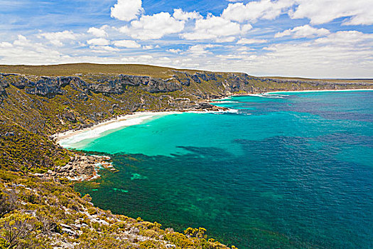 漂亮,湾,袋鼠,岛屿,南澳大利亚州
