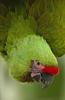 军事,金刚鹦鹉,鹦鹉,肖像,亚马逊雨林,厄瓜多尔