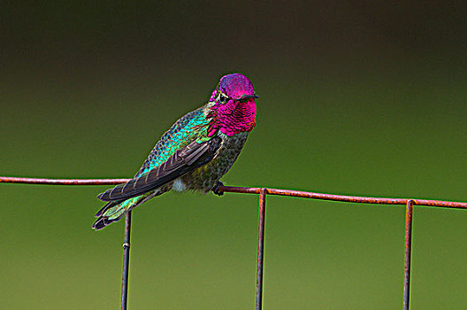 雄性,蜂鸟,围栏,维多利亚,温哥华岛,不列颠哥伦比亚省,加拿大