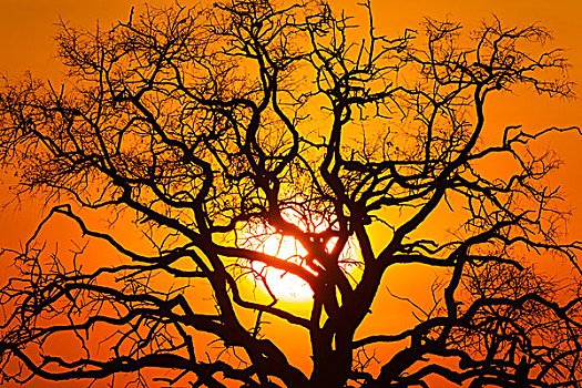 日落,乔贝国家公园,博茨瓦纳,非洲