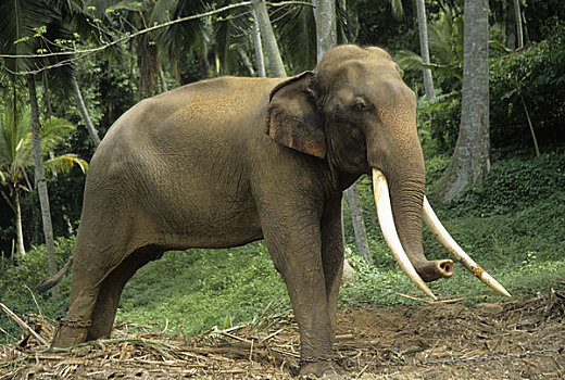 斯里兰卡,亚洲,工作,大象
