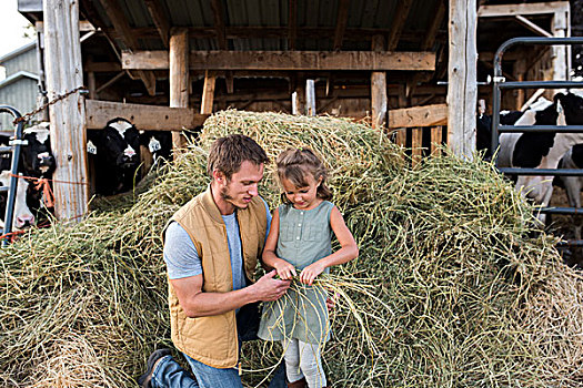 父亲,女儿,旁侧,母牛,脱落,拿着,干草