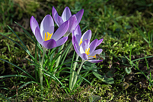 藏红花,花,紫色,巴登符腾堡,德国,欧洲