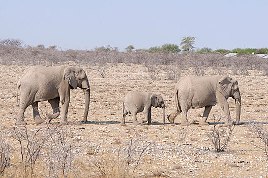 非洲象,幼兽,纳米比亚,非洲