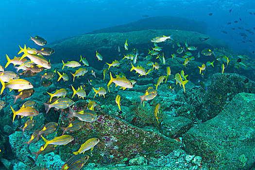 鱼群,大眼鲷,鲷鱼,笛鲷,斯米兰群岛国家公园,北方,普吉岛,泰国
