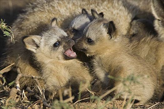 大耳狐,玩耍,四个,星期,老,幼仔,马赛马拉国家保护区,肯尼亚