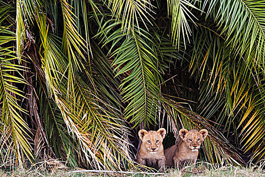 非洲狮,幼兽,博茨瓦纳