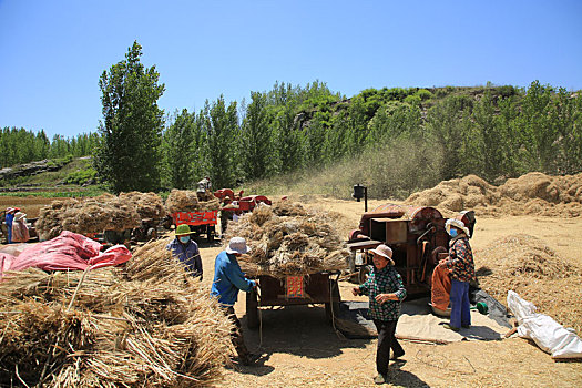 小麦陆续成熟,村民抢收小麦确保颗粒归仓