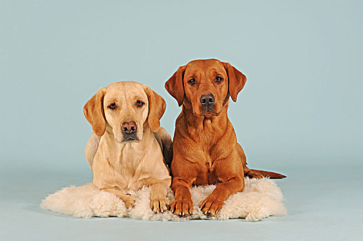 两个,拉布拉多犬,黄色,雌性,躺着,羊皮