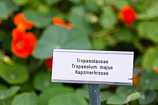 旱金莲,金莲花属植物,黑森州,德国,欧洲