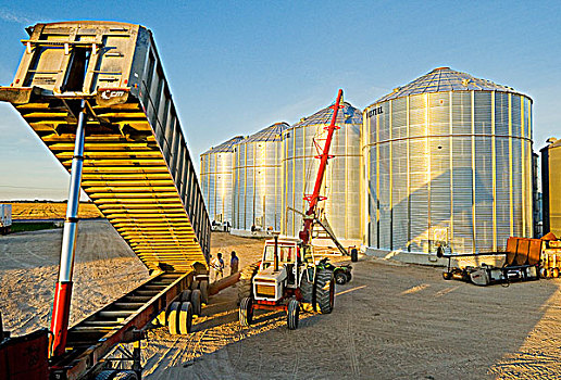 农民,谷物,卡车,装载,小麦,存储,丰收,靠近,曼尼托巴,加拿大