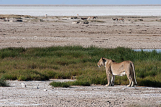 非洲狮,狮子,雌性,埃托沙国家公园,纳米比亚,非洲