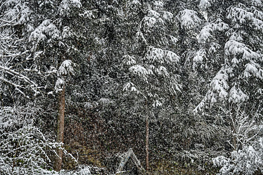 重庆酉阳,节后瑞雪,联袂不断