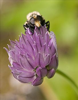 大黄蜂,啜饮,花蜜,野花,靠近,布里斯托湾,西南方,阿拉斯加,夏天