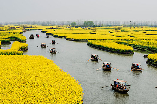 江苏,兴化,油菜花