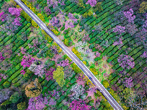 航拍南京梅花山