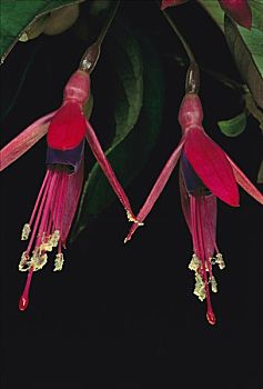 紫红色,晚樱科植物,花,展示,花蕊,靠近,里约热内卢,大西洋,树林,巴西