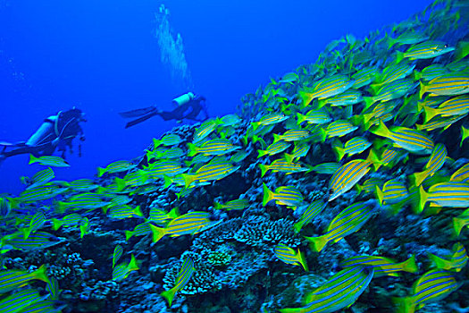鱼群,鲷鱼,四带笛鲷,北方,环礁,南方,马尔代夫,印度洋