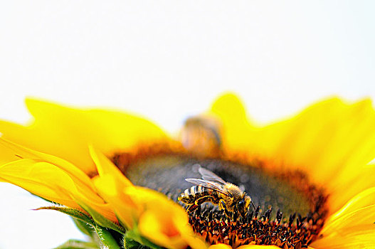 蜜蜂,意大利蜂,花,向日葵,德国,欧洲