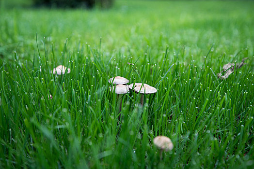 绿色草坪与白色蘑菇