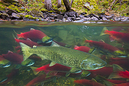 红大马哈鱼,红鲑鱼,群,游泳,树林,亚当斯河,产卵,省立公园,不列颠哥伦比亚省,加拿大