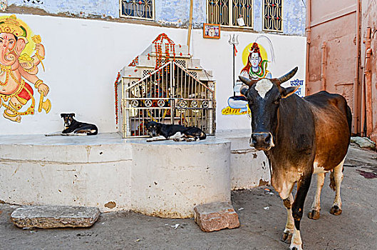 牛,两只,狗,靠近,印度教,神祠,街道,城市