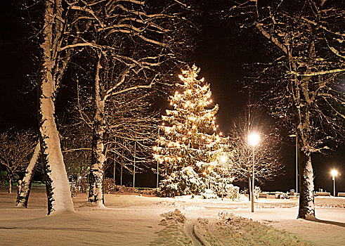 奥地利,上奥地利州,萨尔茨卡莫古特,月亮湖地区,降临节,圣诞树,雪,晚间